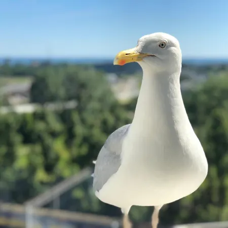 House Managers - Panorama - Z Widokiem Na Morze *