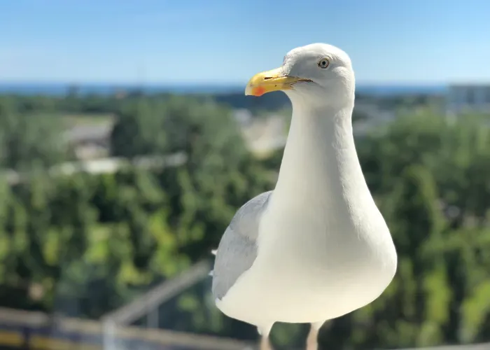 House Managers - Panorama - Z Widokiem Na Morze *